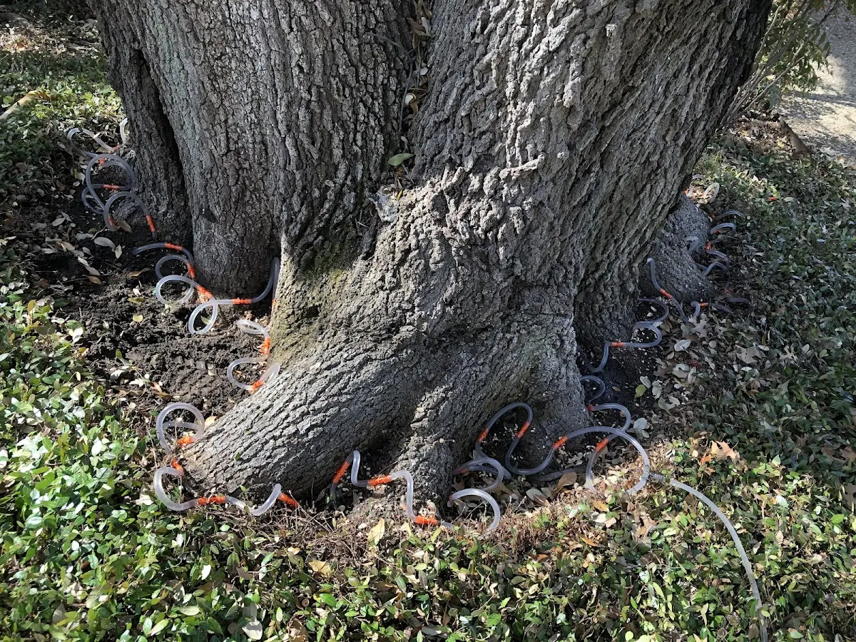 Detailed Tree Cabling and Bracing job site in Homer City
