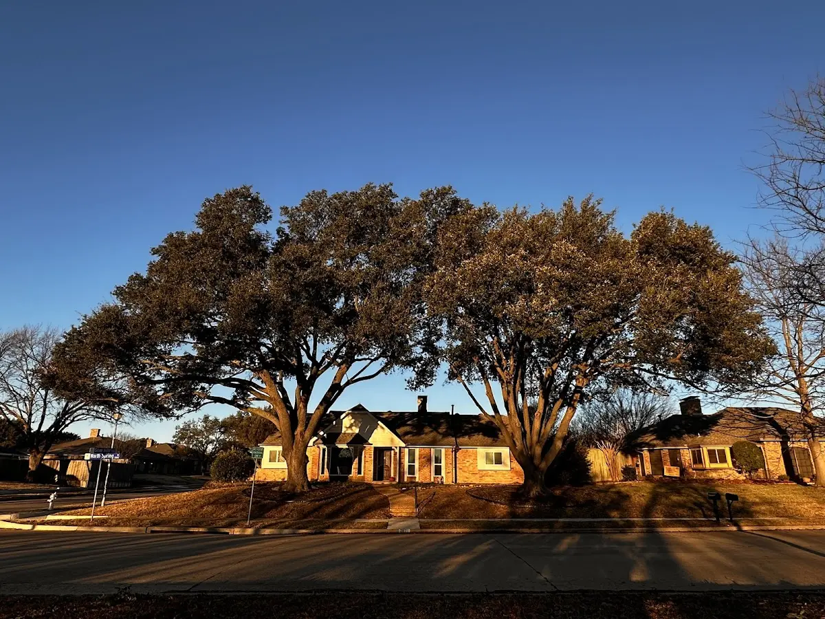 Established residential canopy tree shading a home in Homer City